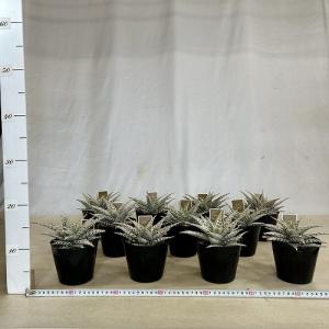 多肉植物 斑入りアロエ ブリザード 4号(個体...の詳細画像5