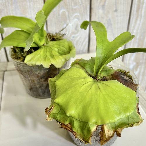 観葉植物　コウモリラン(ビカクシダ) コロナリウム 苗 3号透明ポット(個体おまかせ1鉢)　インテリ...