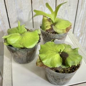 観葉植物 コウモリラン(ビカクシダ) コロナリ...の詳細画像1