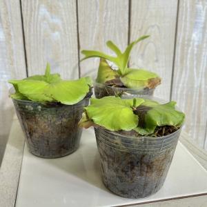 観葉植物 コウモリラン(ビカクシダ) コロナリ...の詳細画像2