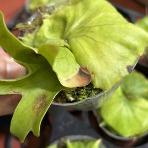 観葉植物 コウモリラン(ビカクシダ) コロナリ...の詳細画像3