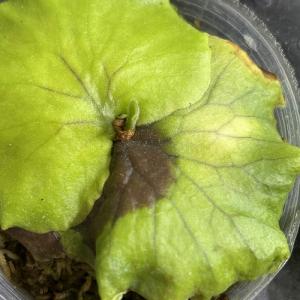 観葉植物 コウモリラン(ビカクシダ) コロナリ...の詳細画像4
