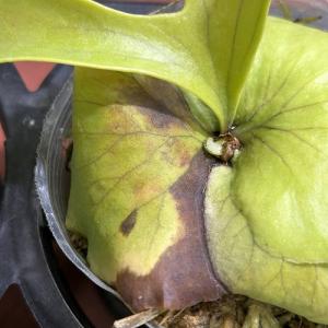 観葉植物 コウモリラン(ビカクシダ) コロナリ...の詳細画像5