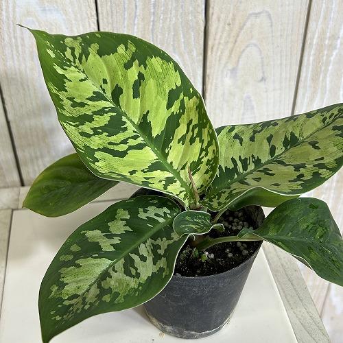 【訳あり】ホマロメナ ワリシー カモフラージュ 3号硬質ポット(個体おまかせ1鉢)　観葉植物 インテ...