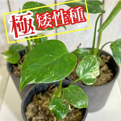 注目　極矮性 斑入りモンステラ タイコンステレーション マイクロコンパクタ 2.5号鉢(個体おまかせ...