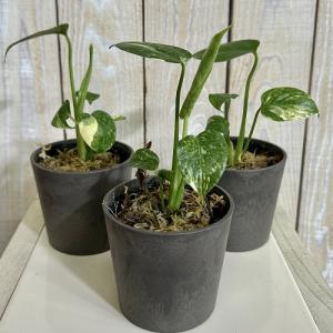 注目 極矮性 黄斑モンステラ タイコンステレー...の詳細画像1