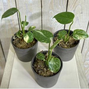 注目 極矮性 黄斑モンステラ タイコンステレー...の詳細画像2