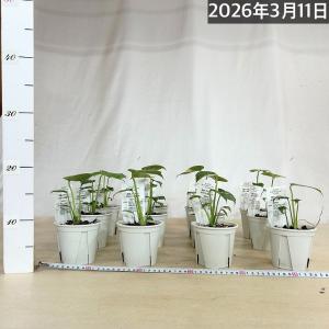 注目 極矮性 黄斑モンステラ タイコンステレー...の詳細画像4