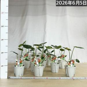 注目 極矮性 黄斑モンステラ タイコンステレー...の詳細画像4