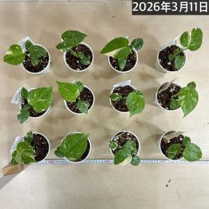 注目 極矮性 黄斑モンステラ タイコンステレー...の詳細画像5