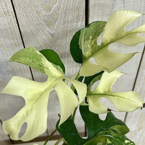 斑入り姫モンステラ　ラフィドフォラ テトラスペルマ バリエガータ 4号スリット鉢 葉傷みあり(個体お...