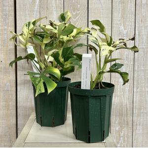 斑入り姫モンステラ ラフィドフォラ テトラスペ...の詳細画像1