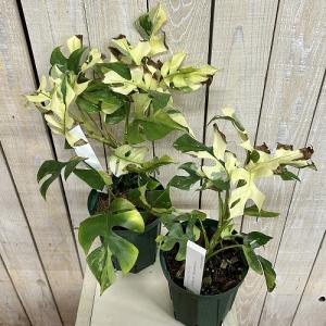 斑入り姫モンステラ ラフィドフォラ テトラスペ...の詳細画像2