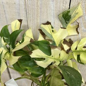 斑入り姫モンステラ ラフィドフォラ テトラスペ...の詳細画像3