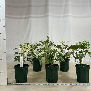 斑入り姫モンステラ ラフィドフォラ テトラスペ...の詳細画像4