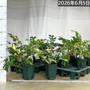 【傷みあり】斑入り姫モンステラ(ラフィドフォラ...の詳細画像4