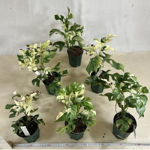 斑入り姫モンステラ ラフィドフォラ テトラスペ...の詳細画像5