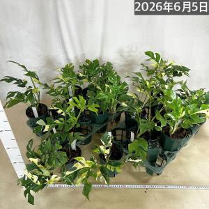 【傷みあり】斑入り姫モンステラ(ラフィドフォラ...の詳細画像5