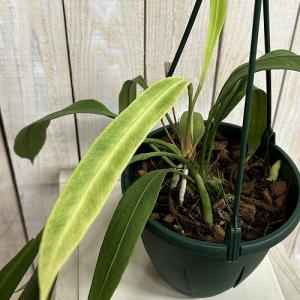 観葉植物　斑入りアンスリウム ビッタリフォリウム 5号吊り鉢(個体おまかせ1鉢)　インテリアグリーン 室内園芸 おしゃれ 可愛い かわいい