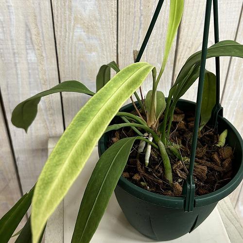 【訳あり】斑入りアンスリウム ビッタリフォリウム 5号吊り鉢(個体おまかせ1鉢)　観葉植物 インテリ...