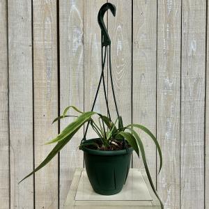 観葉植物 斑入りアンスリウム ビッタリフォリウ...の詳細画像1