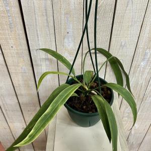 観葉植物 斑入りアンスリウム ビッタリフォリウ...の詳細画像3