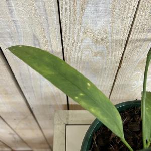 観葉植物 斑入りアンスリウム ビッタリフォリウ...の詳細画像4