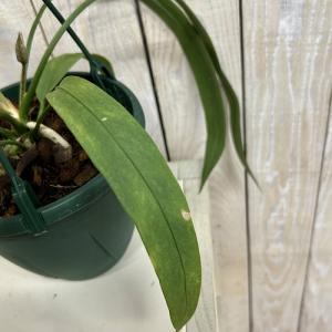 観葉植物 斑入りアンスリウム ビッタリフォリウ...の詳細画像5