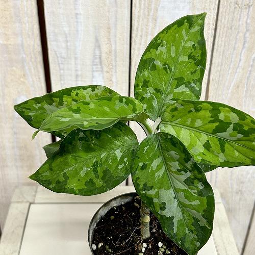 観葉植物　アグラオネマ ピクタム トリカラー 3号硬質ポット(個体おまかせ1鉢)　インテリアグリーン...
