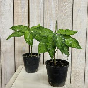 アグラオネマ ピクタム トリカラー 3号硬質ポ...の詳細画像1