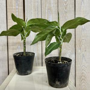 アグラオネマ ピクタム トリカラー 3号硬質ポ...の詳細画像2