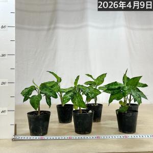 アグラオネマ ピクタム トリカラー 3号硬質ポ...の詳細画像3