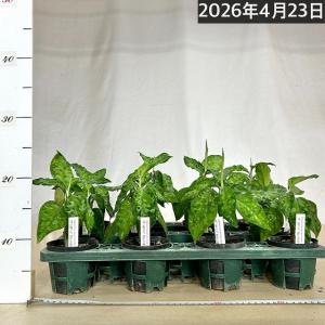 アグラオネマ ピクタム トリカラー 3号硬質ポ...の詳細画像3