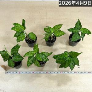 アグラオネマ ピクタム トリカラー 3号硬質ポ...の詳細画像4