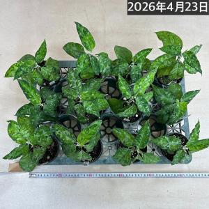 アグラオネマ ピクタム トリカラー 3号硬質ポ...の詳細画像4