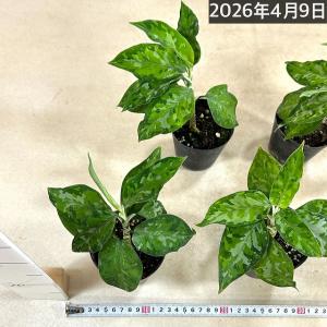 アグラオネマ ピクタム トリカラー 3号硬質ポ...の詳細画像5