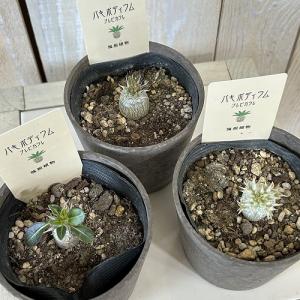 塊根植物 パキポディウム 恵比寿笑い(ブレビカ...の詳細画像2