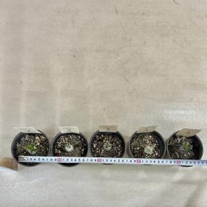 塊根植物 パキポディウム 恵比寿笑い(ブレビカ...の詳細画像5