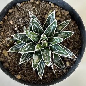 多肉植物 アガベ 笹の雪 葉傷みあり 3.5号...の詳細画像2