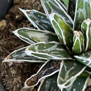 多肉植物 アガベ 笹の雪 葉傷みあり 3.5号...の詳細画像3