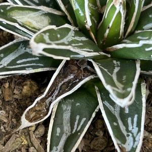 多肉植物 アガベ 笹の雪 葉傷みあり 3.5号...の詳細画像4