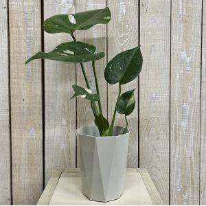 観葉植物 モンステラ タイコンステレーション ...の詳細画像1