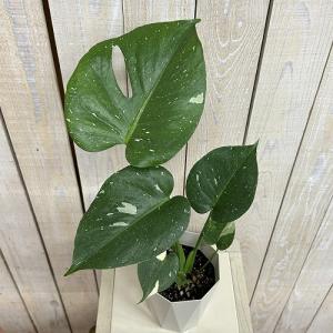 観葉植物 モンステラ タイコンステレーション ...の詳細画像2