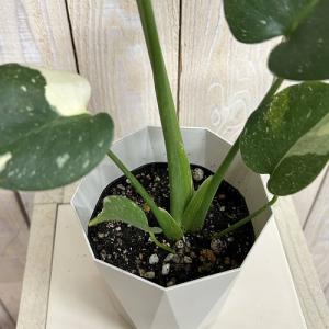 観葉植物 モンステラ タイコンステレーション ...の詳細画像3