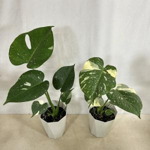 観葉植物 モンステラ タイコンステレーション ...の詳細画像4