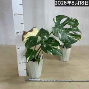 【葉傷みあり】モンステラ タイコンステレーショ...の詳細画像4