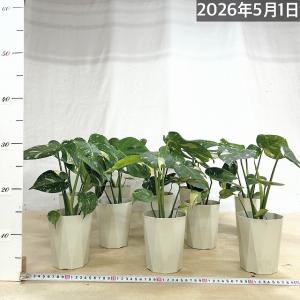 【葉傷みあり】モンステラ タイコンステレーショ...の詳細画像5