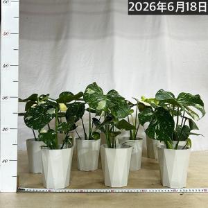 【葉傷みあり】モンステラ タイコンステレーショ...の詳細画像5
