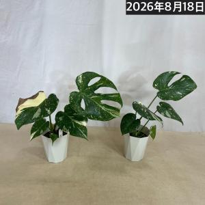 【葉傷みあり】モンステラ タイコンステレーショ...の詳細画像5