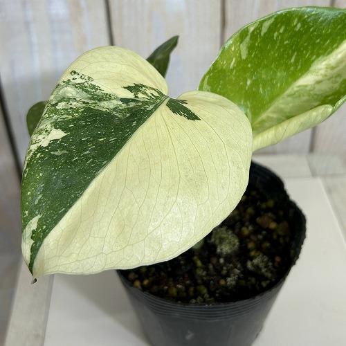 観葉植物　黄斑モンステラ タイコンステレーション 斑多め 3号ポット(個体おまかせ1鉢)　インテリア...